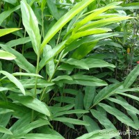 Alpinia galanga (L.) Willd.